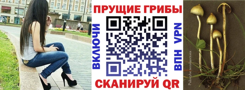 купить Нерехта Псилоцибиновые грибы мицелий
